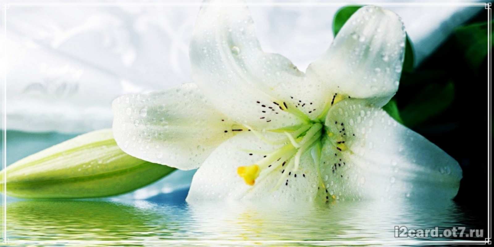 Открытка красивые цветы и открытки с ними лилия на открытке ко дню рождения Happy Birthday 