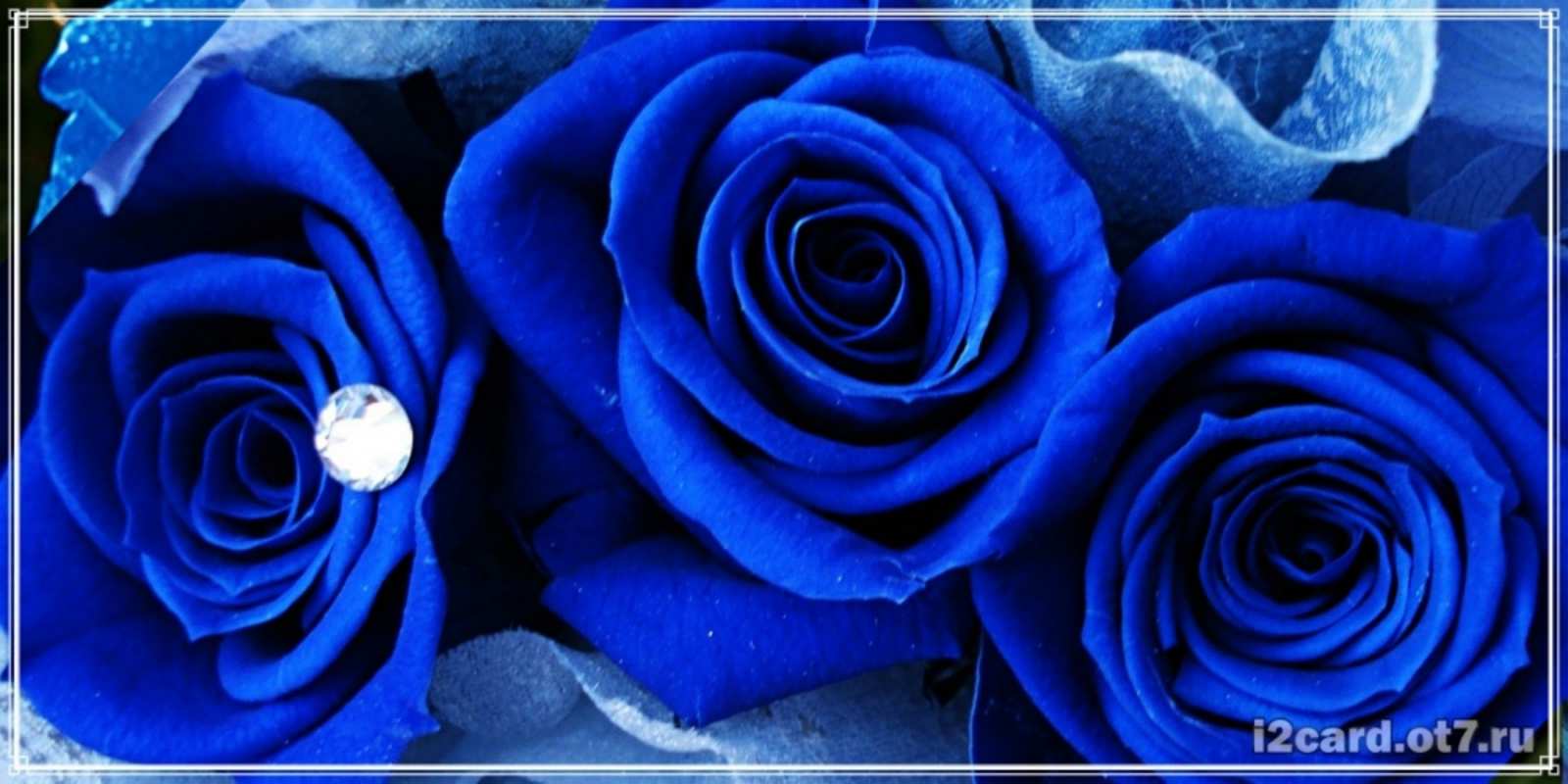 Открытка синяя роза и роса синие розы в росе Happy Birthday 