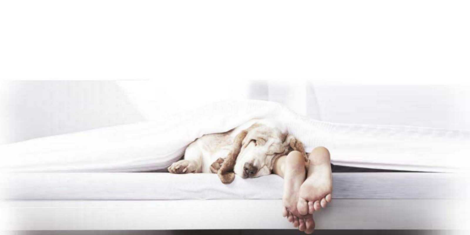 Открытка Открытка спокойной ночи с собакой и ногами кровать с собакой пожелание сладких снов и спокойной ночи Good night 