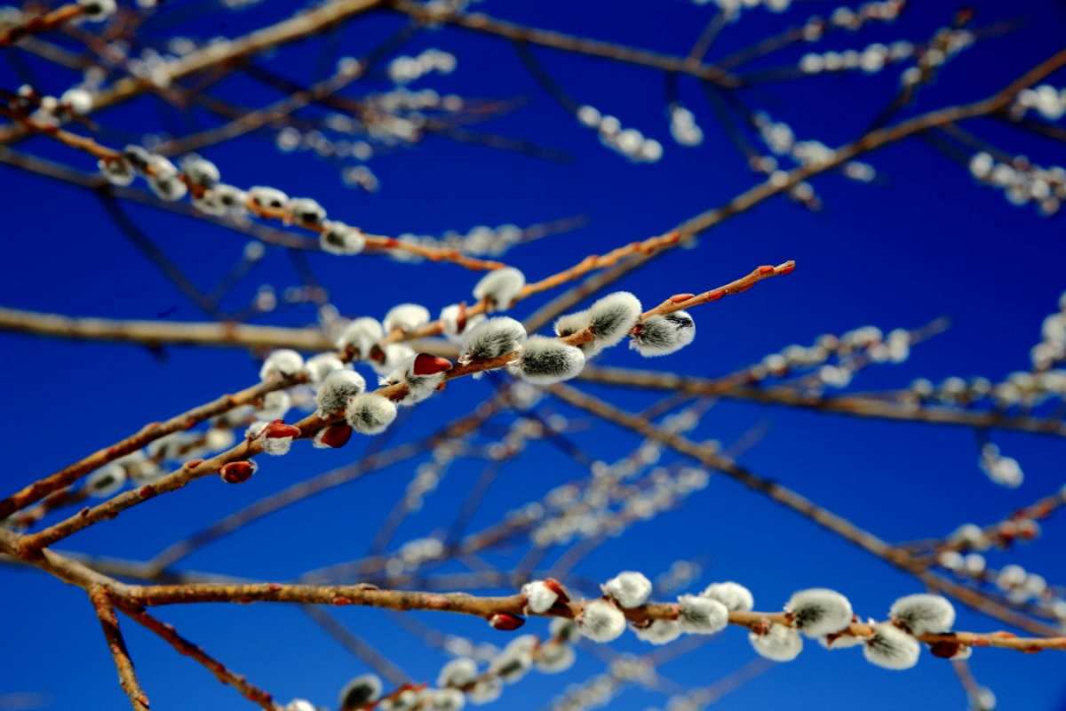 Открытка верба на фоне неба с шишечками   верба  Happy Palm Sunday 