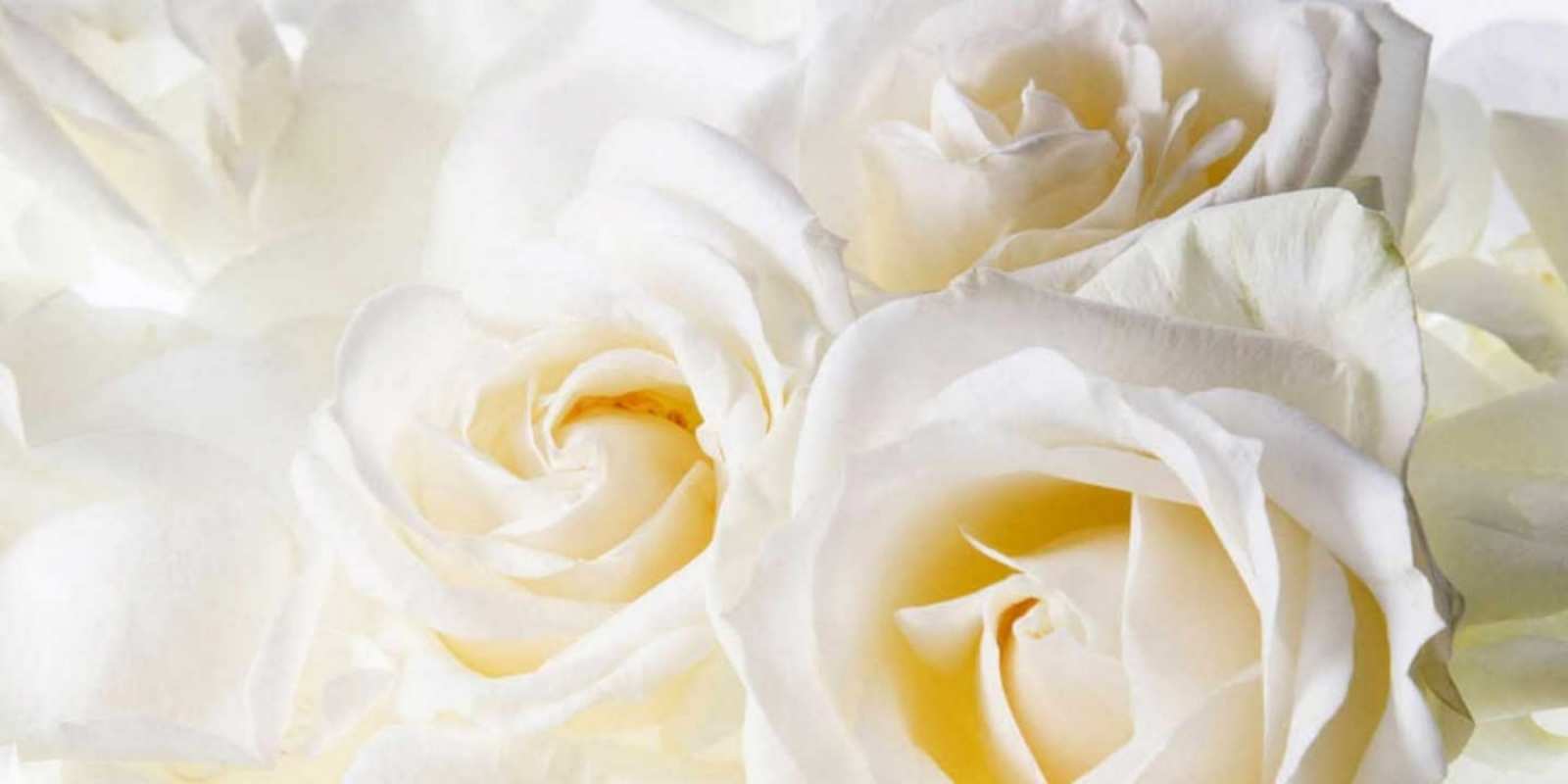 Открытка белые розы на день рождения открыточки на день рождения любимым Happy Birthday 