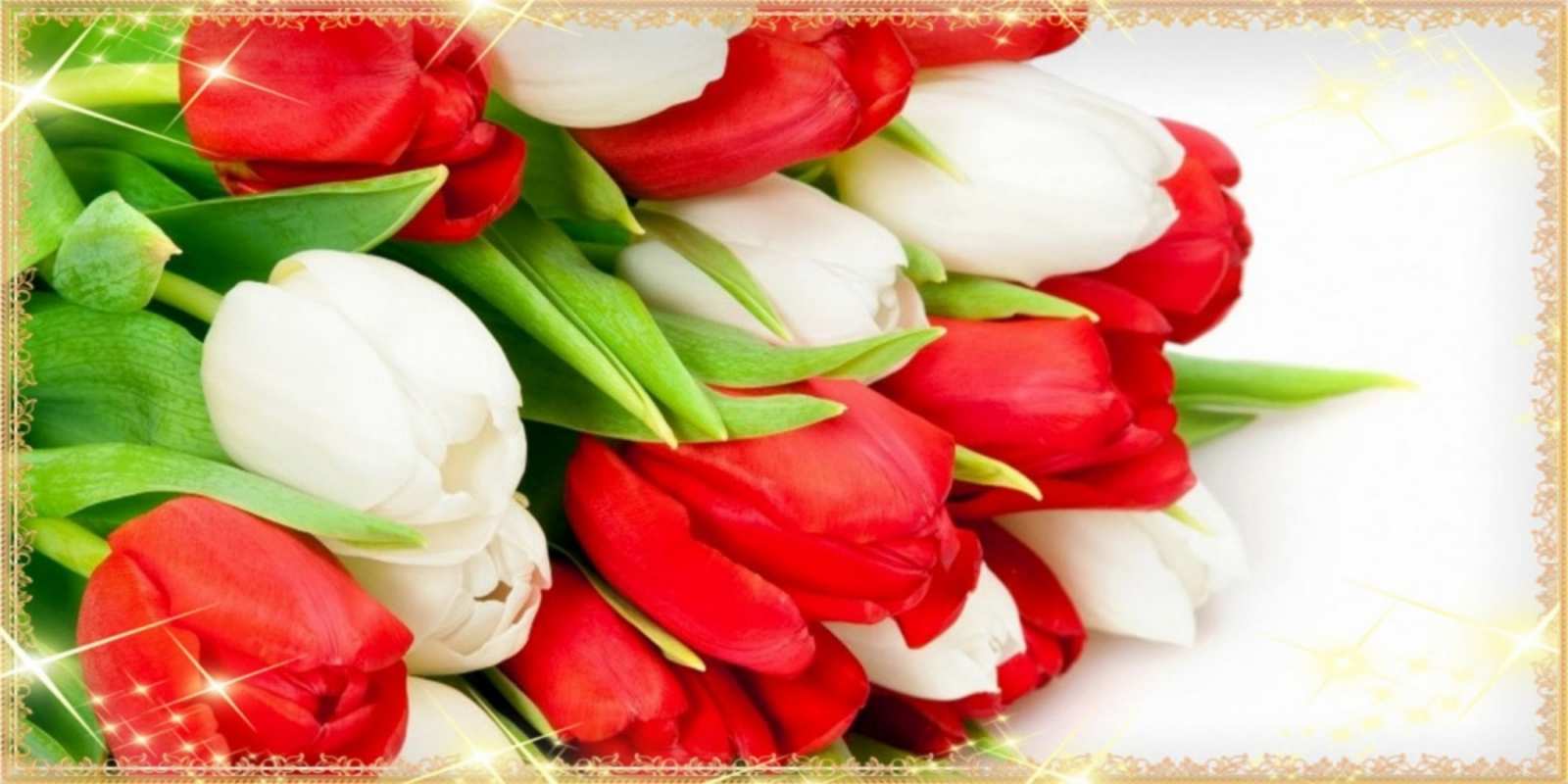 Открытка красные и белые тюльпаны на международный женский день   Поздравительные открытки для милых женщин  happy women`s day 