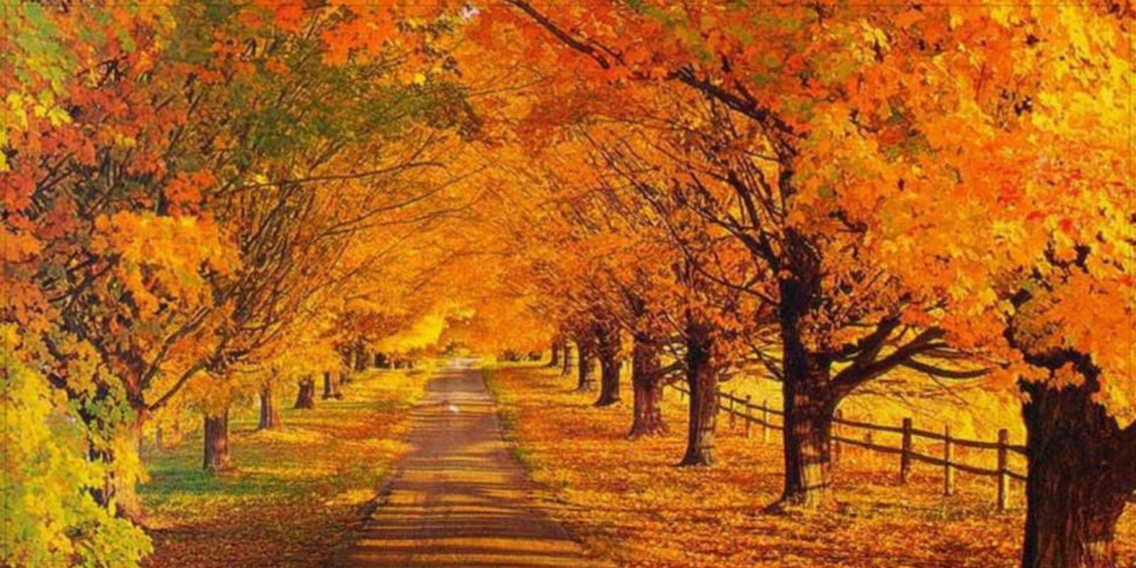 Открытка прекрасного осеннего дня дорога осенью деревья с осенними листьями Have a good day 