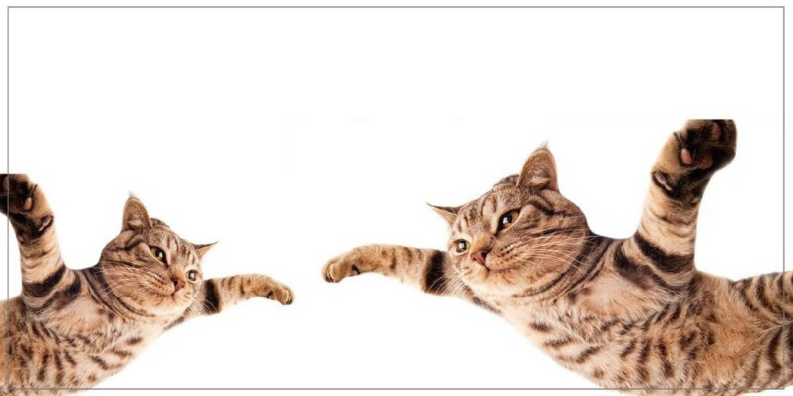 Открытка коты летят хорошего дня Have a good day 