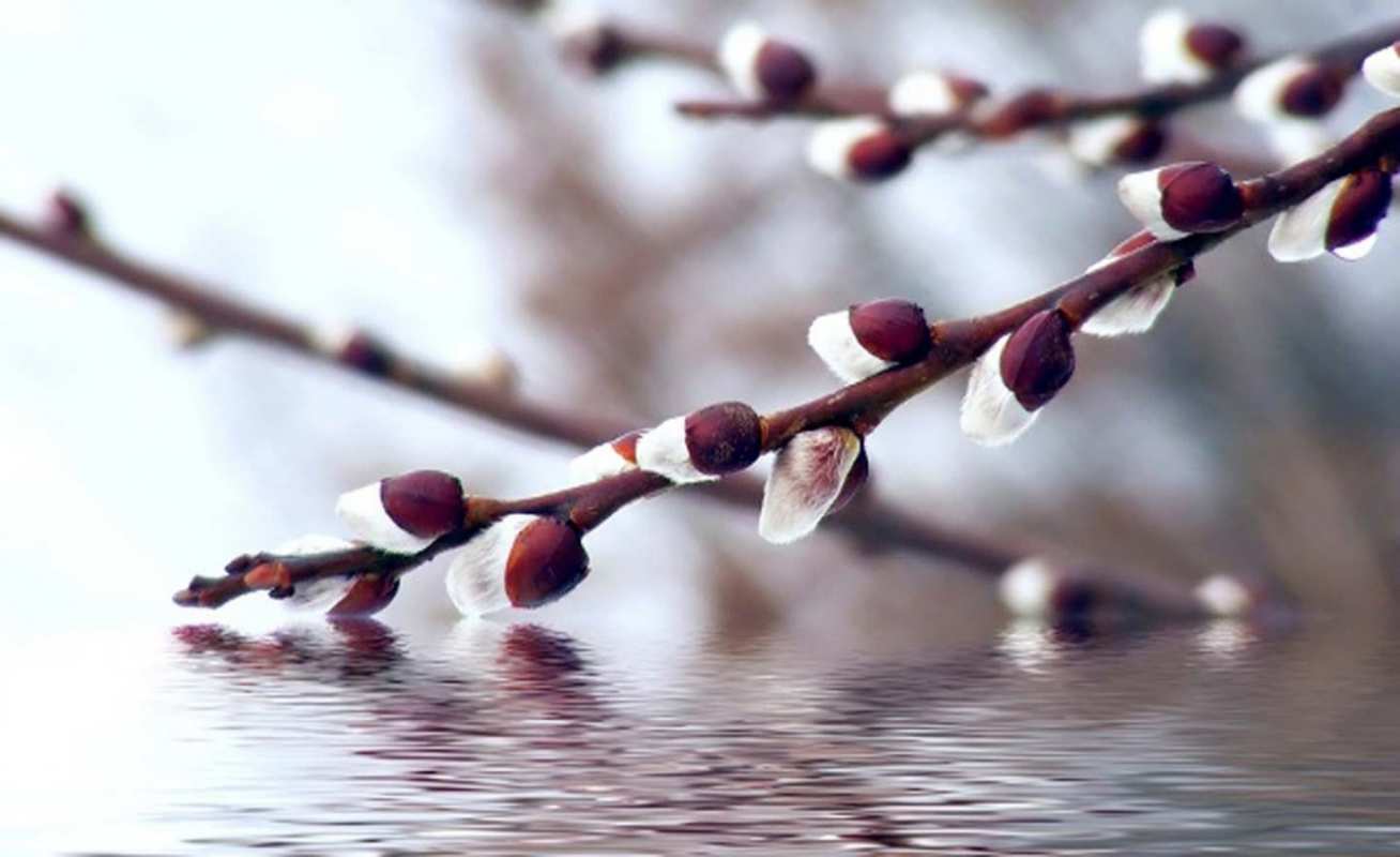 Открытка почки вербы и ручей  верба, ручей  Happy Palm Sunday 