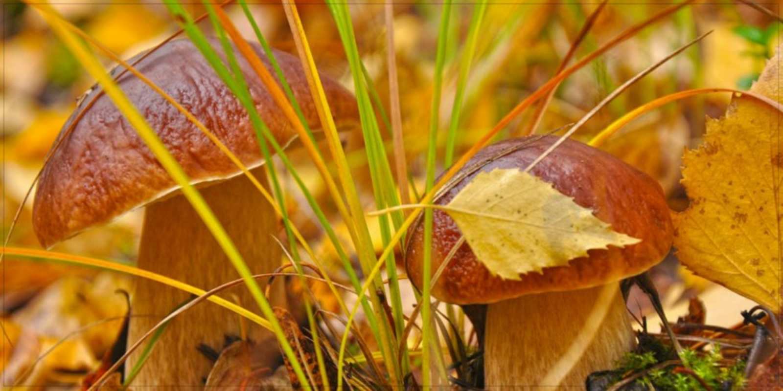 Открытка вот и грибочки хорошего утра осенью осенние грибы  Good morning 