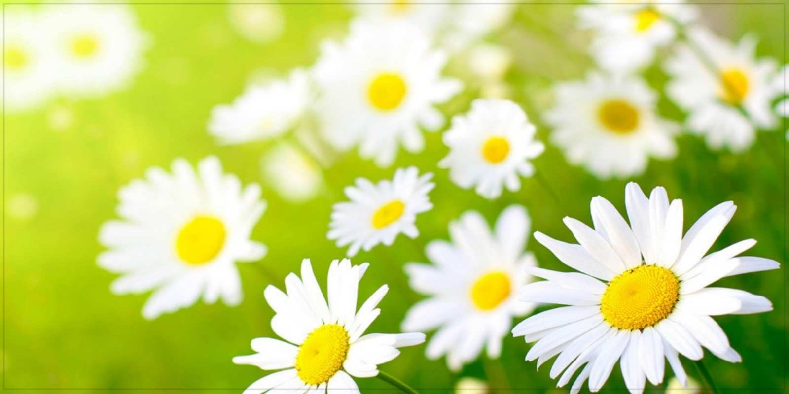 Открытка прекрасные ромашки открытка с ромашками на зеленом фоне Have a good day 