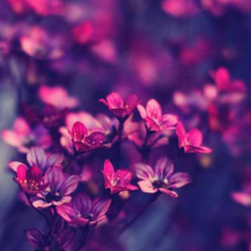 Открытка с цветами 1 небольшие цветы 1 happy women`s day 