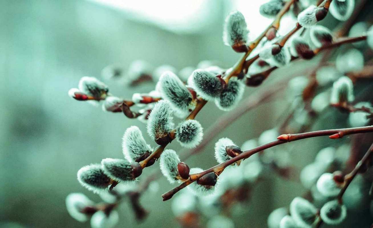 Открытка верба в зеленоватом оттенке   верба  Happy Palm Sunday 