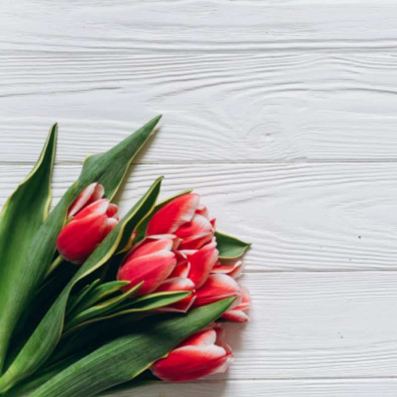 Открытка тюльпаны 2 весна 2 happy women`s day 