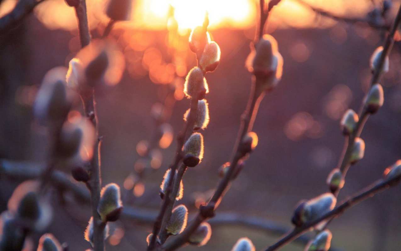 Открытка верба на фоне заката  верба  Happy Palm Sunday 