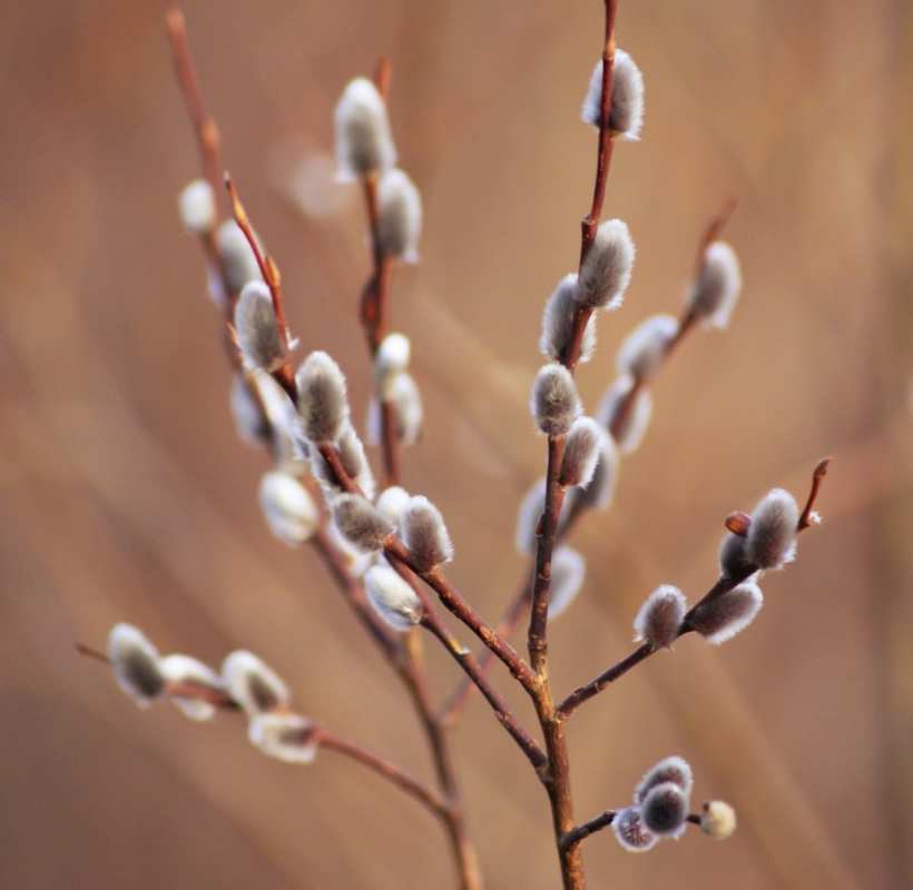 Открытка верба на коричневатом фоне  верба   Happy Palm Sunday 