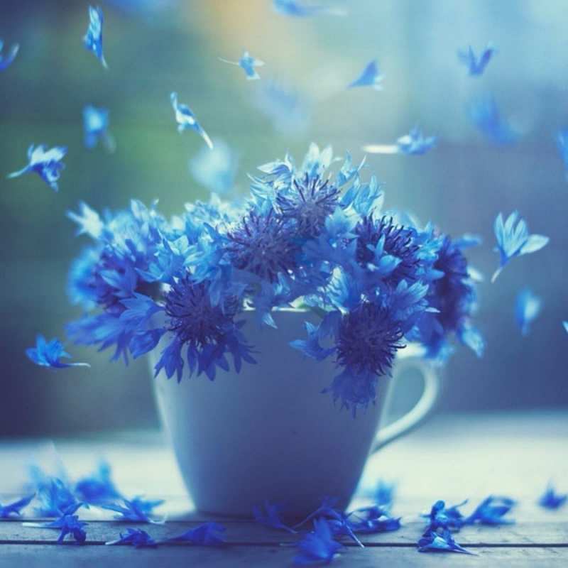 Открытка видимо эти цветы лечат простуду  кружка с зельем и цветами  Get well soon 