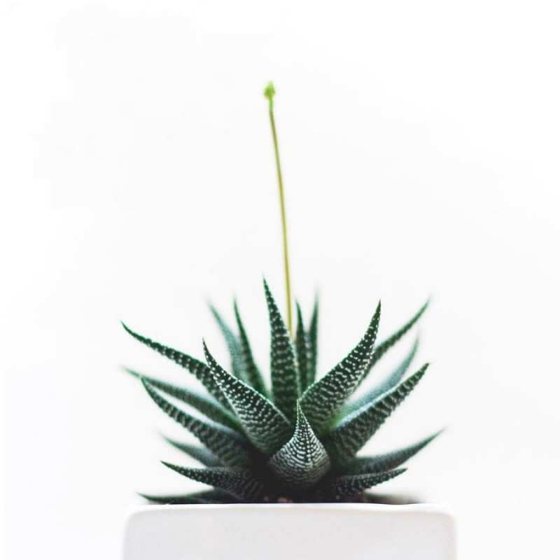 Открытка кактус  короче это непонятная колючка   Get well soon 