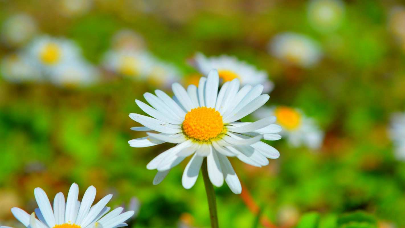 Открытка ромашка и луг  с днем семьи   happy family day 