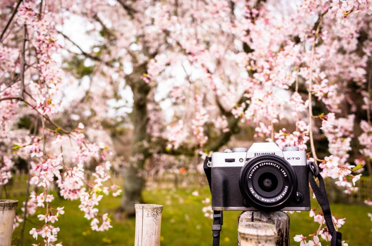 Открытка фотоаппарат среди цветущей сирени  сирень с днем фотографа, фотоаппарат   Happy photographer`s day 