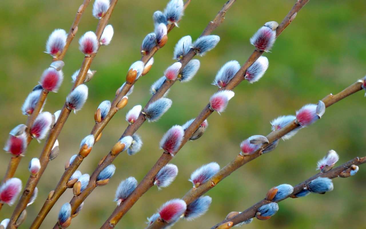 Открытка верба на фоне травы  верба  Happy Palm Sunday 