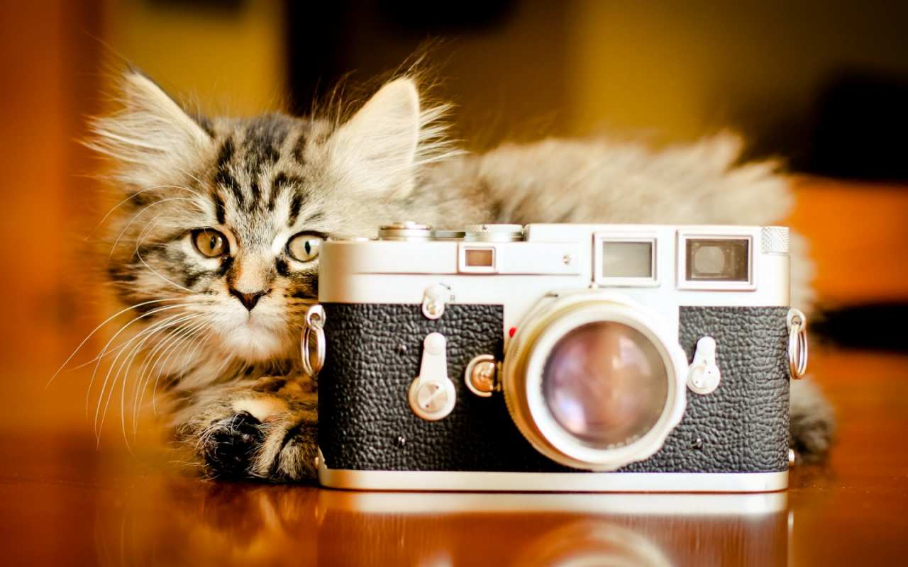 Открытка котик и фотоаппарат  с днем фотографа  Happy photographer`s day 