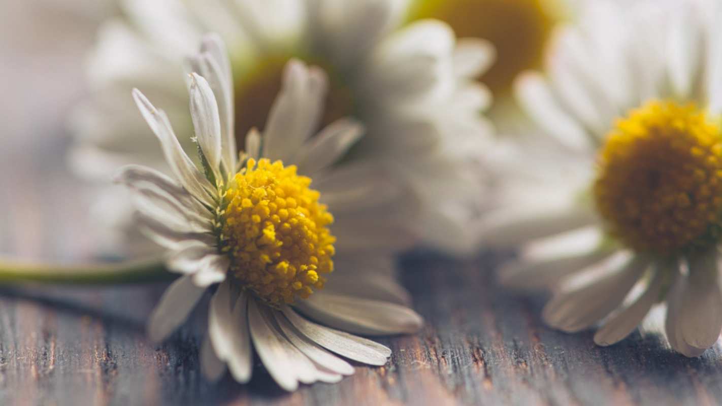 Открытка ромашки   с днем семьи   happy family day 