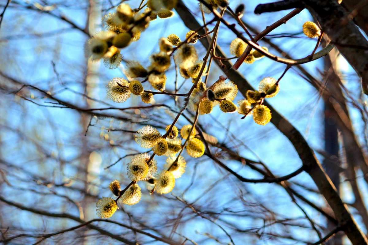 Открытка верба на фоне неба  верба  Happy Palm Sunday 