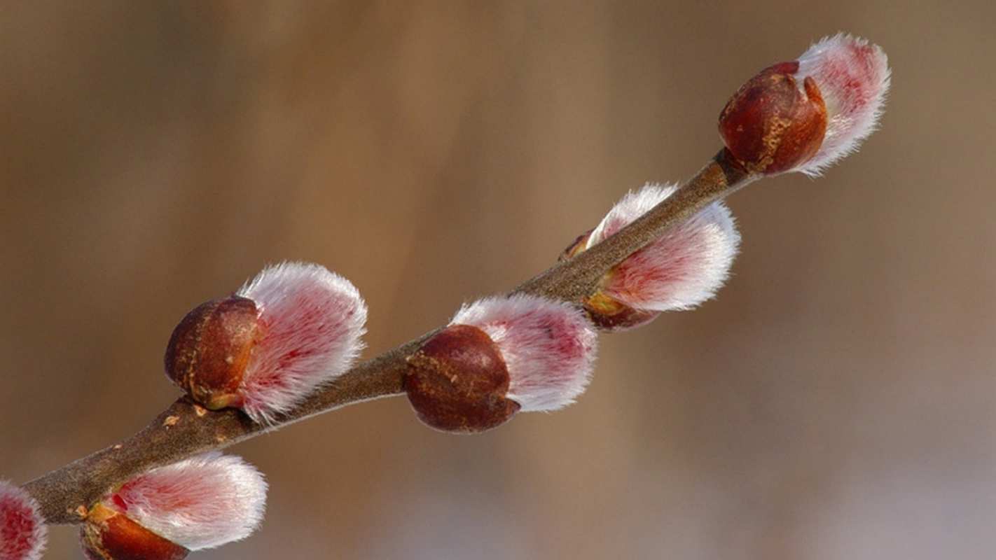 Открытка верба крупным планом  верба  Happy Palm Sunday 