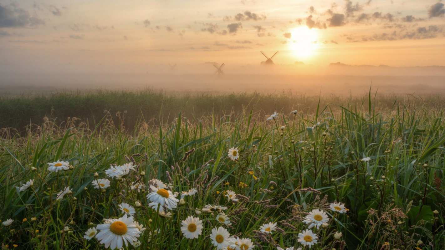Открытка луг с ромашками  с днем семьи   happy family day 