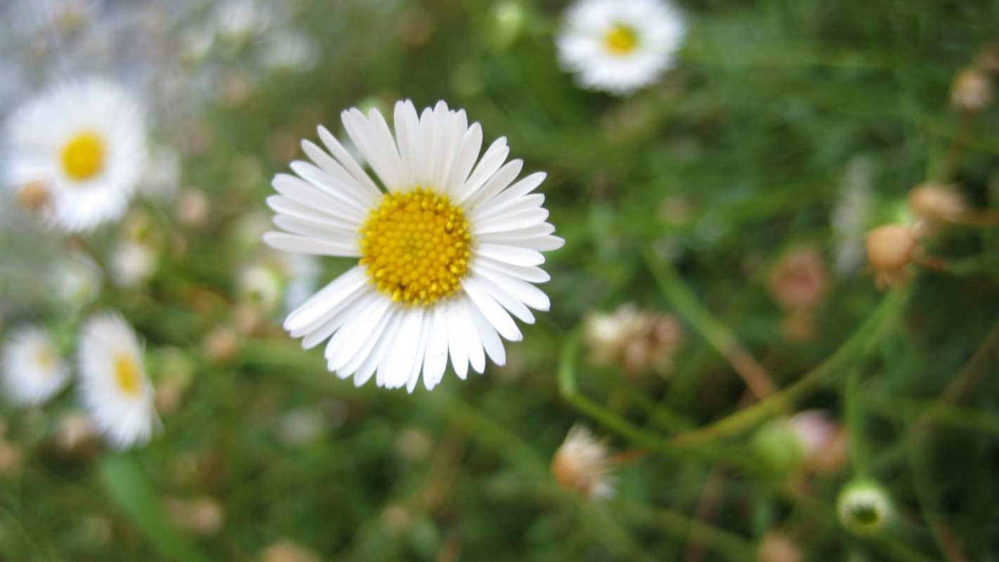 Открытка с днем семьи  с днем семьи   happy family day 