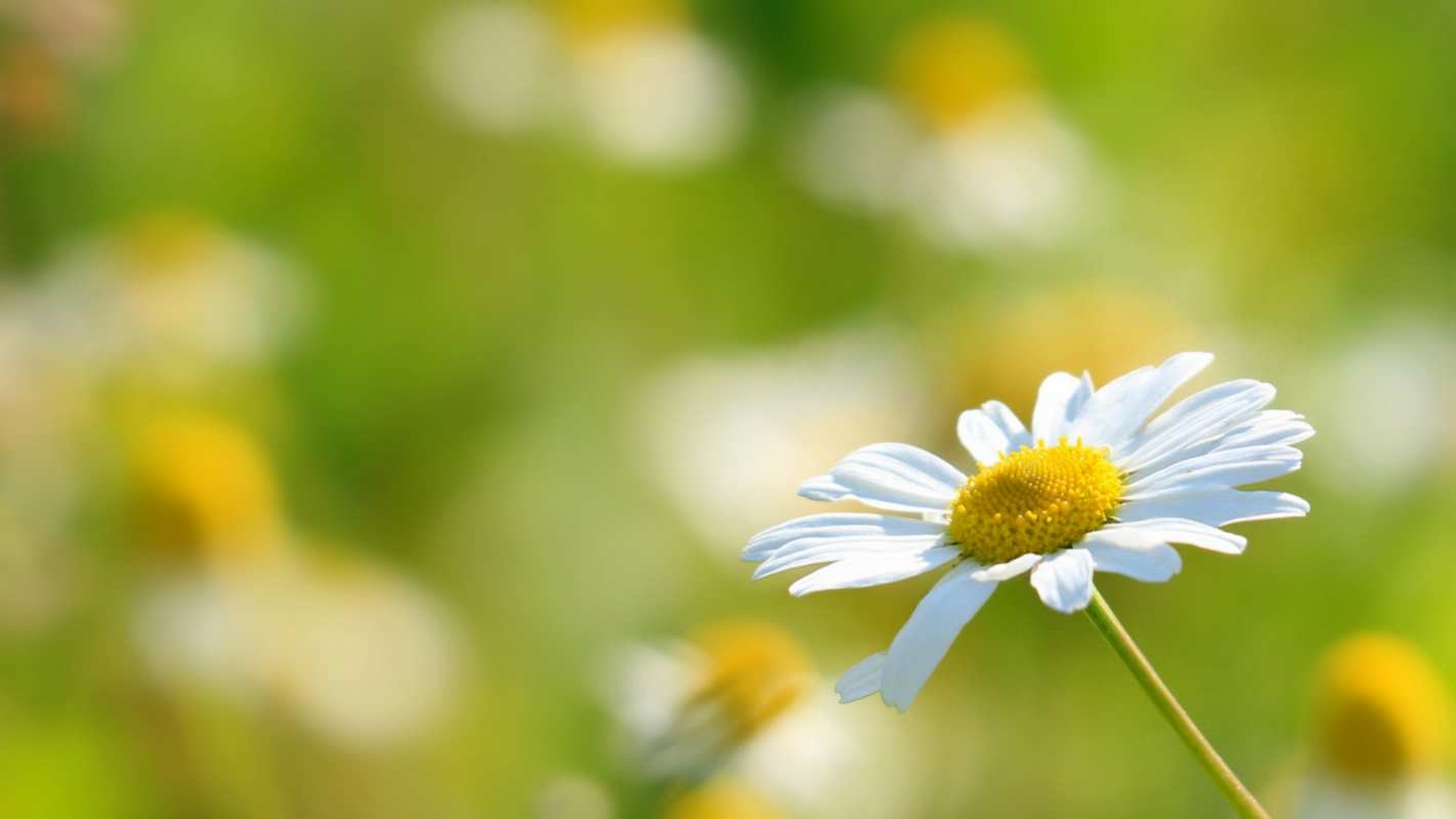 Открытка ромашка 1 с днем семьи  1 happy family day 