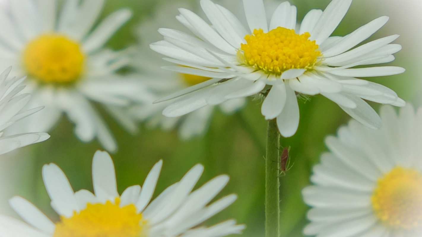 Открытка ромашки 1 с днем семьи  1 happy family day 