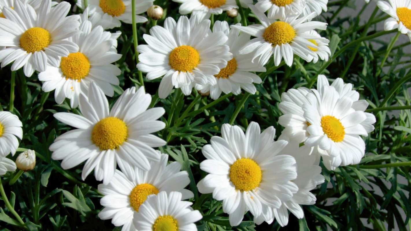 Открытка много ромашек  с днем семьи   happy family day 