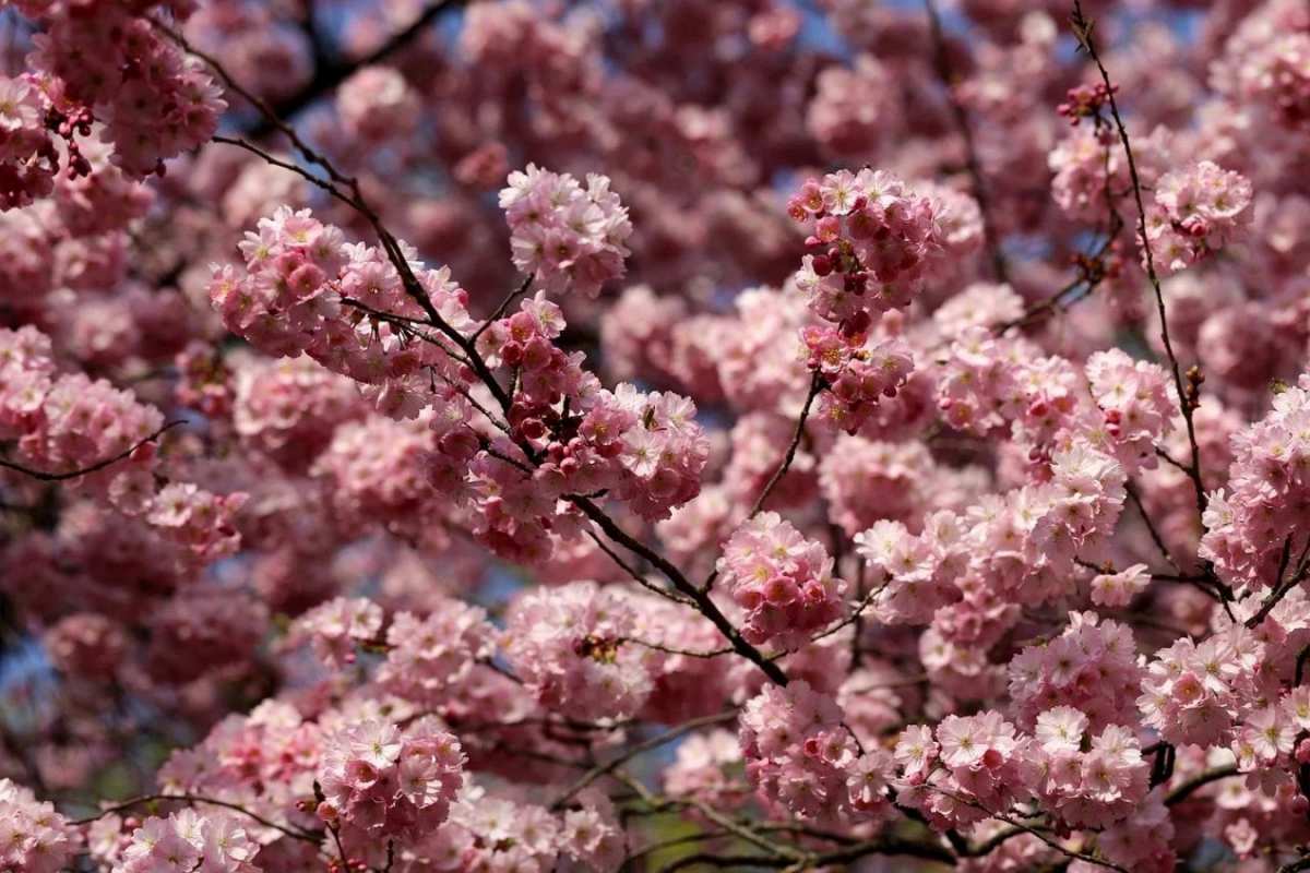 Открытка цветет сирень  С 1 мая  From May 1st 