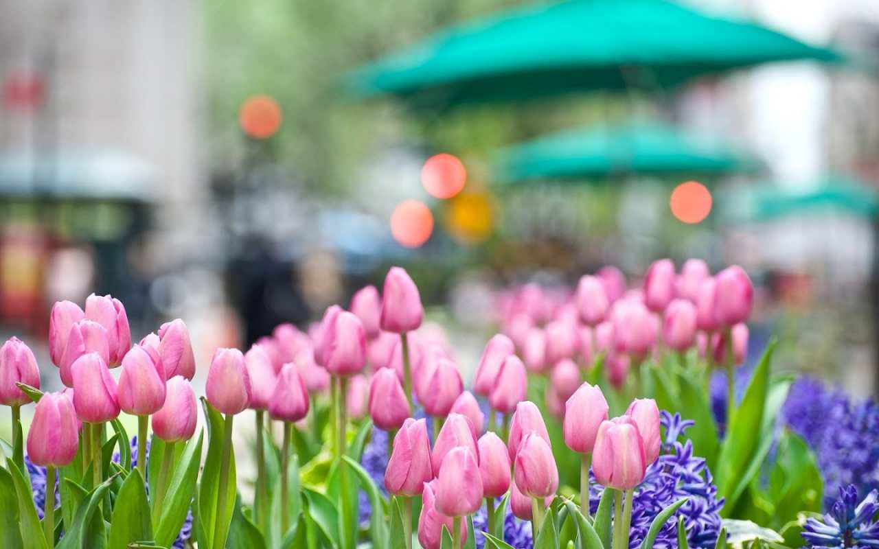 Открытка тюльпаны и цветы  С 1 мая  From May 1st 