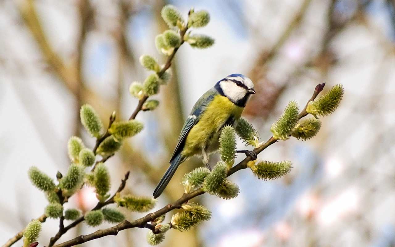 Открытка верба и птичка на ветке  верба  Happy Palm Sunday 