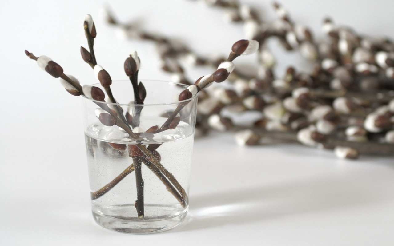 Открытка верба в стакане  верба  Happy Palm Sunday 