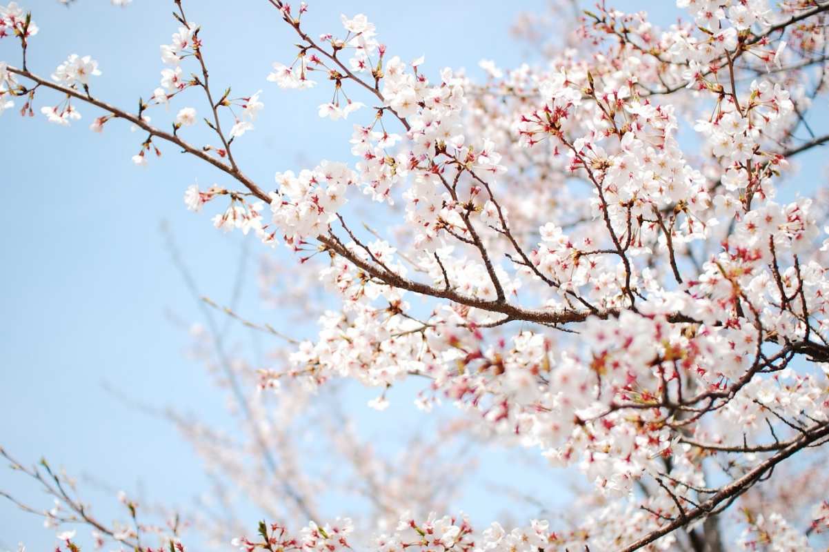 Открытка вишня цветет  С 1 мая  From May 1st 