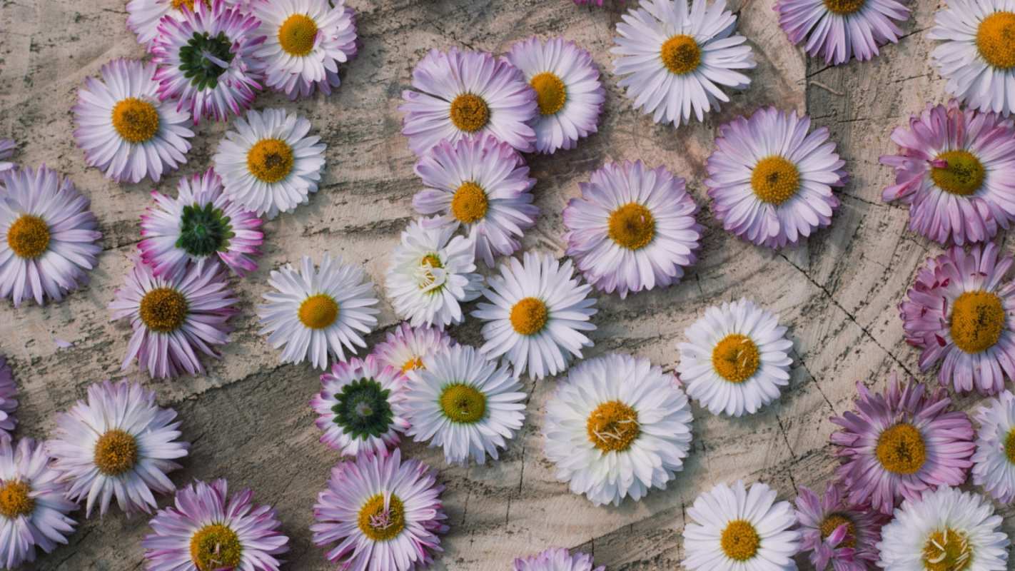 Открытка ромашки раскрашеные  с днем семьи   happy family day 