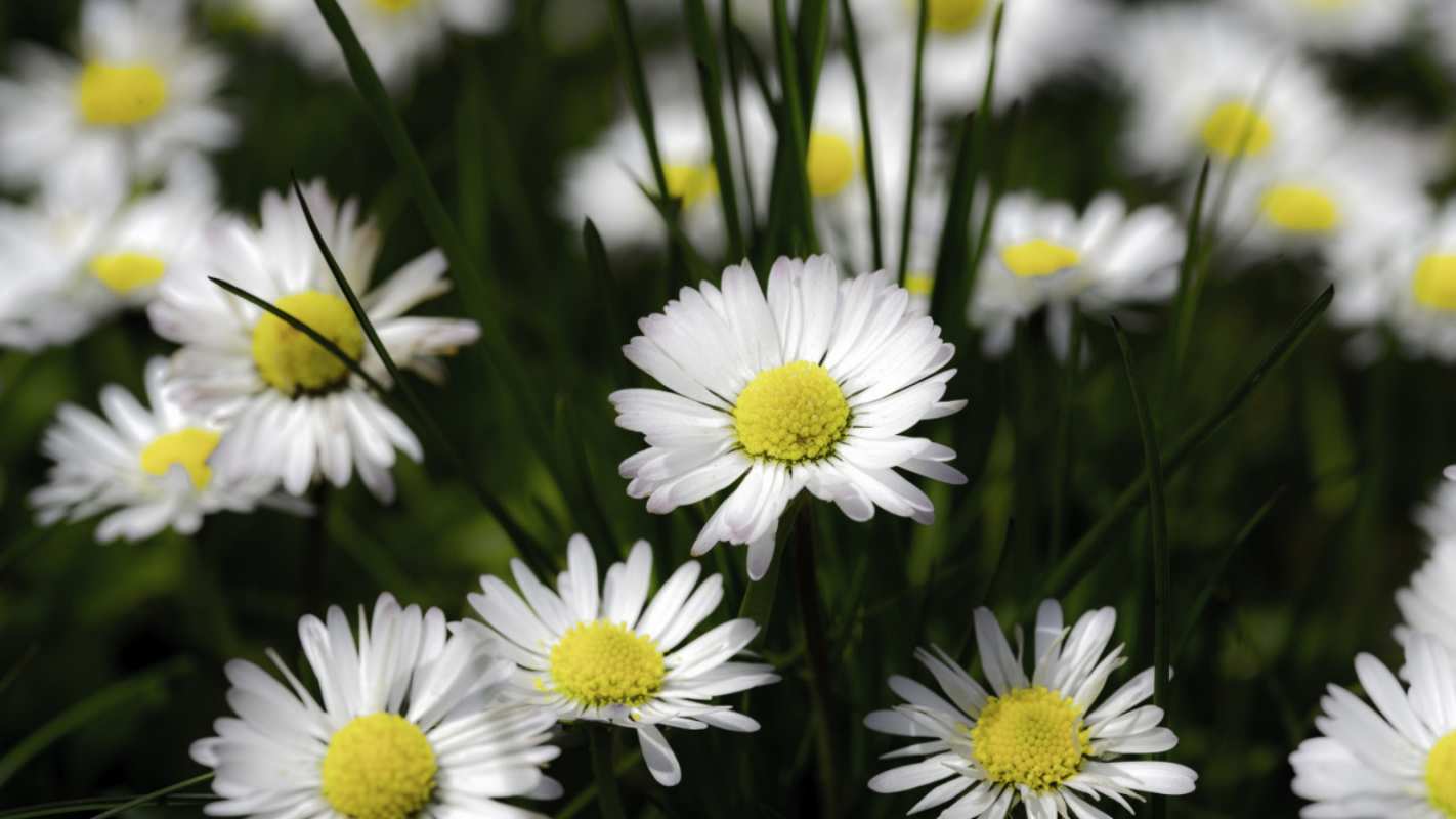 Открытка ромашки 2 с днем семьи  2 happy family day 