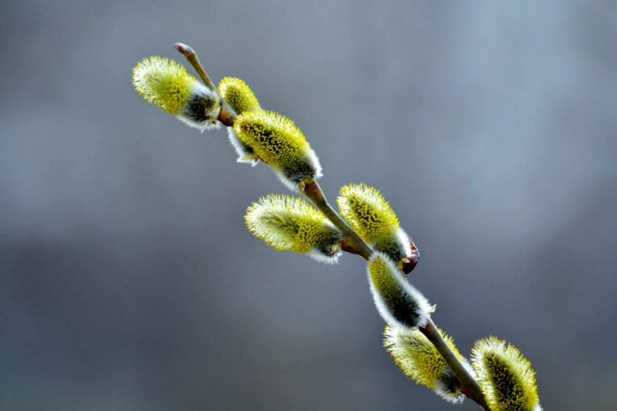 Открытка красивая верба  верба  Happy Palm Sunday 