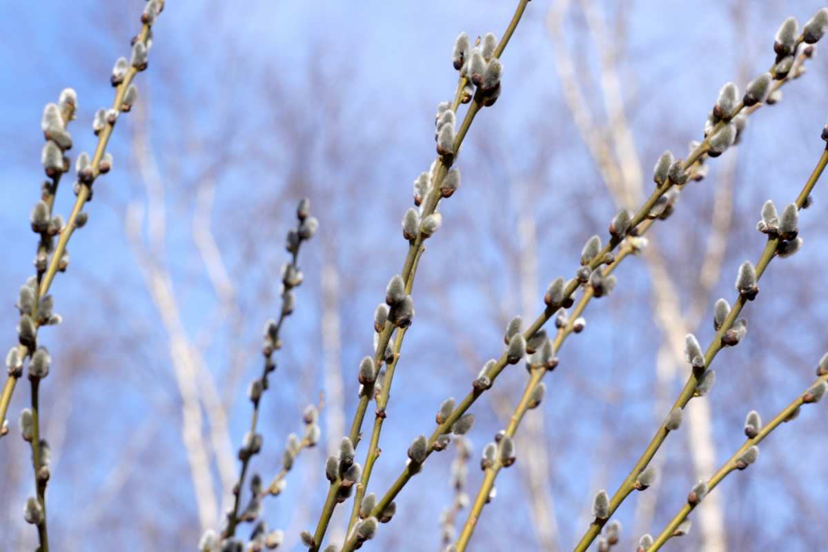 Открытка верба на фоне берез и неба  верба  Happy Palm Sunday 