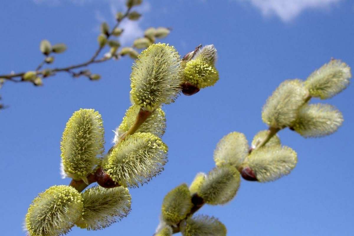 Открытка крупные почки вербы  верба  Happy Palm Sunday 