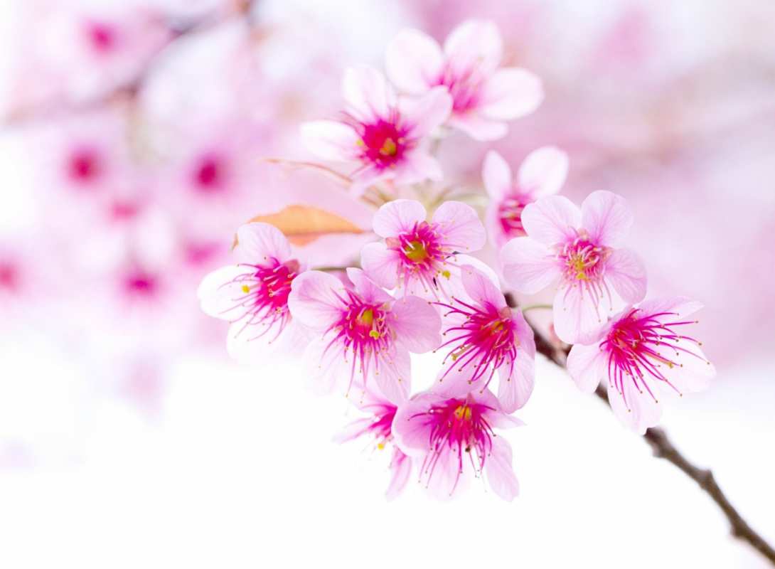 Открытка красивые цветы 2 С 1 мая 2 From May 1st 