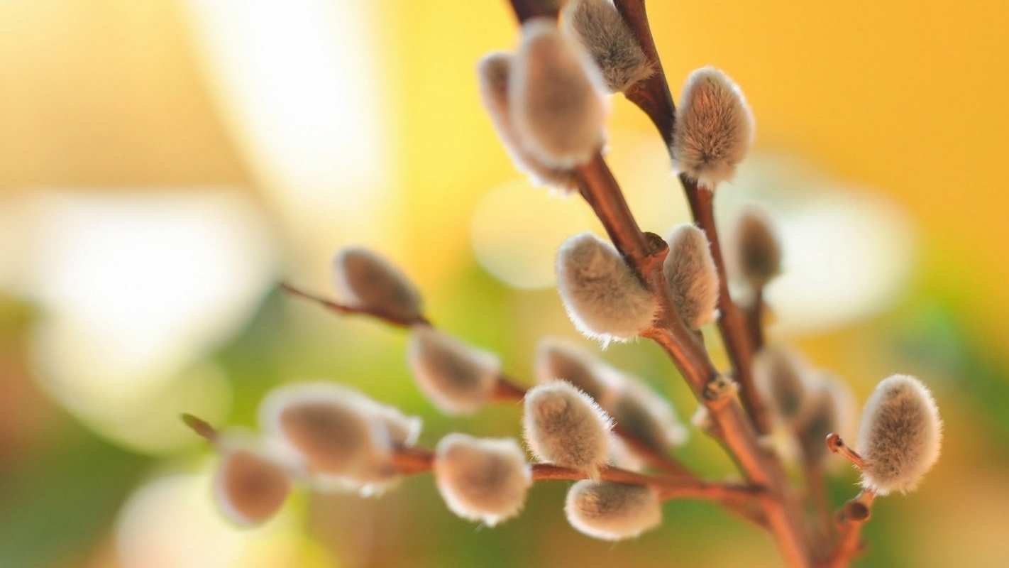 Открытка верба 1 верба 1 Happy Palm Sunday 