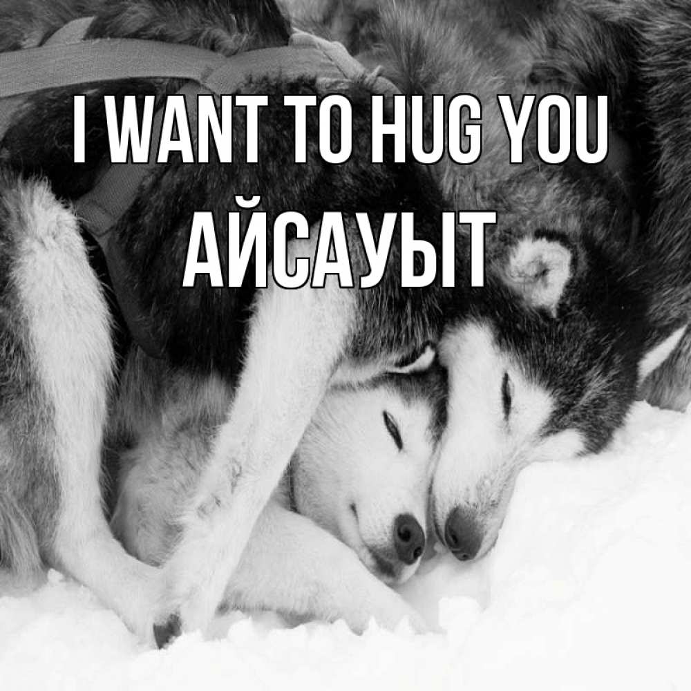 Greetings card с именем, Айсауыт I want to hug you собачки в упряжке Greetings with text for free download 