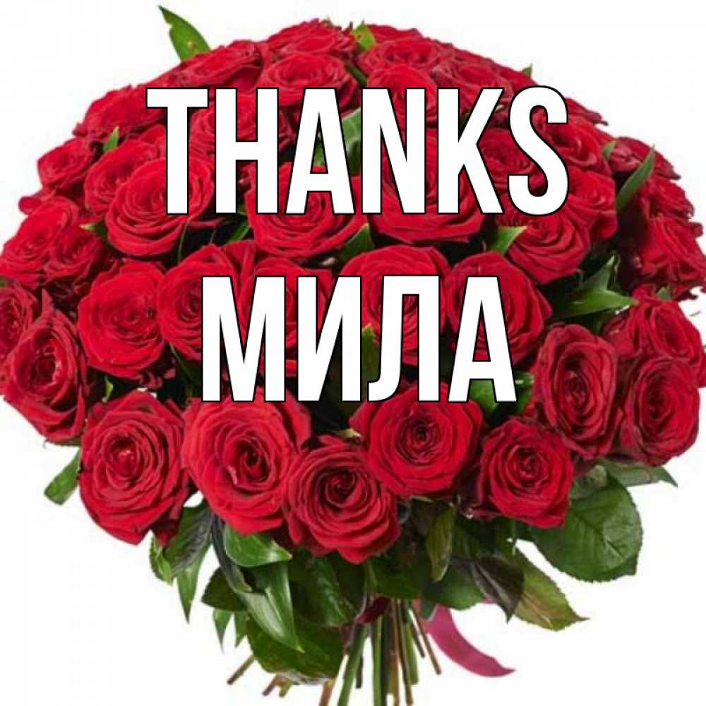 Greetings card с именем, Мила Thanks букет красных роз Greetings with text for free download 