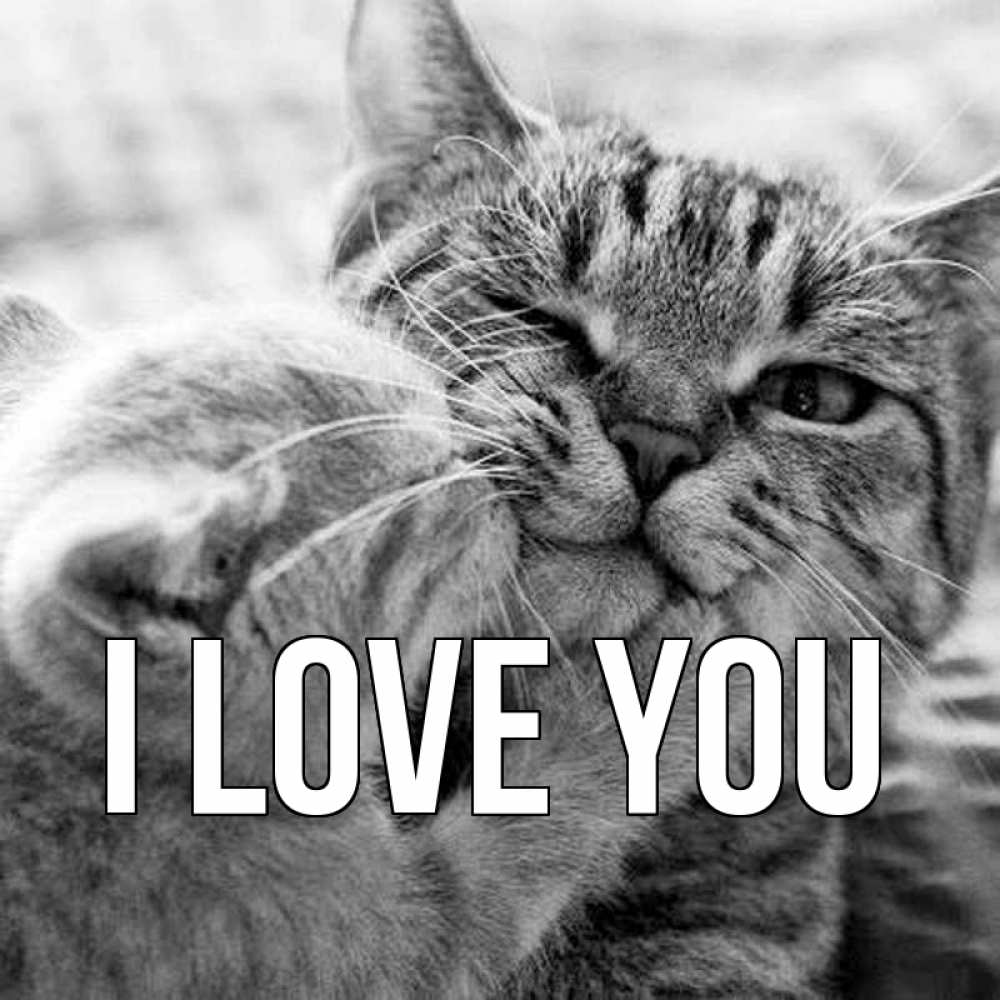 Greetings card с именем, выберите-имя I love you коты Greetings with text for free download 