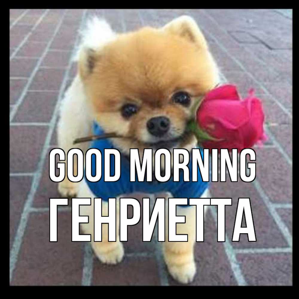 Greetings card с именем, Генриетта Good morning роза в зубах Greetings with text for free download 