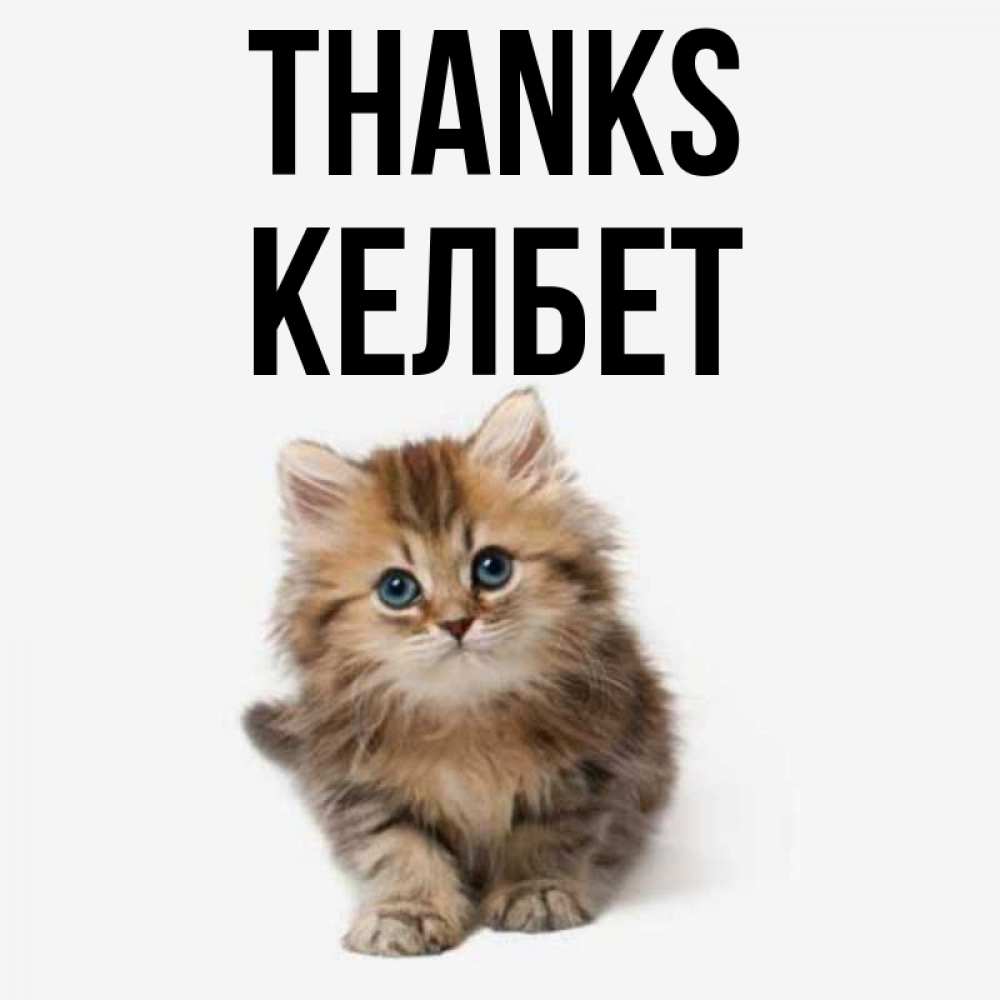 Greetings card с именем, КЕЛБЕТ Thanks пушистый котик Greetings with text for free download 