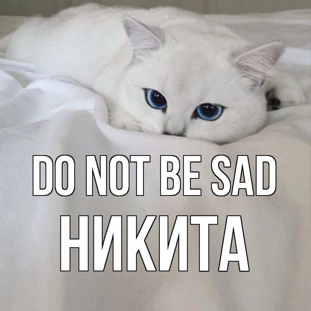 Greetings card с именем, Никита Do not be sad белый кот с голубыми глазами на белоснежной кровати Greetings with text for free download 