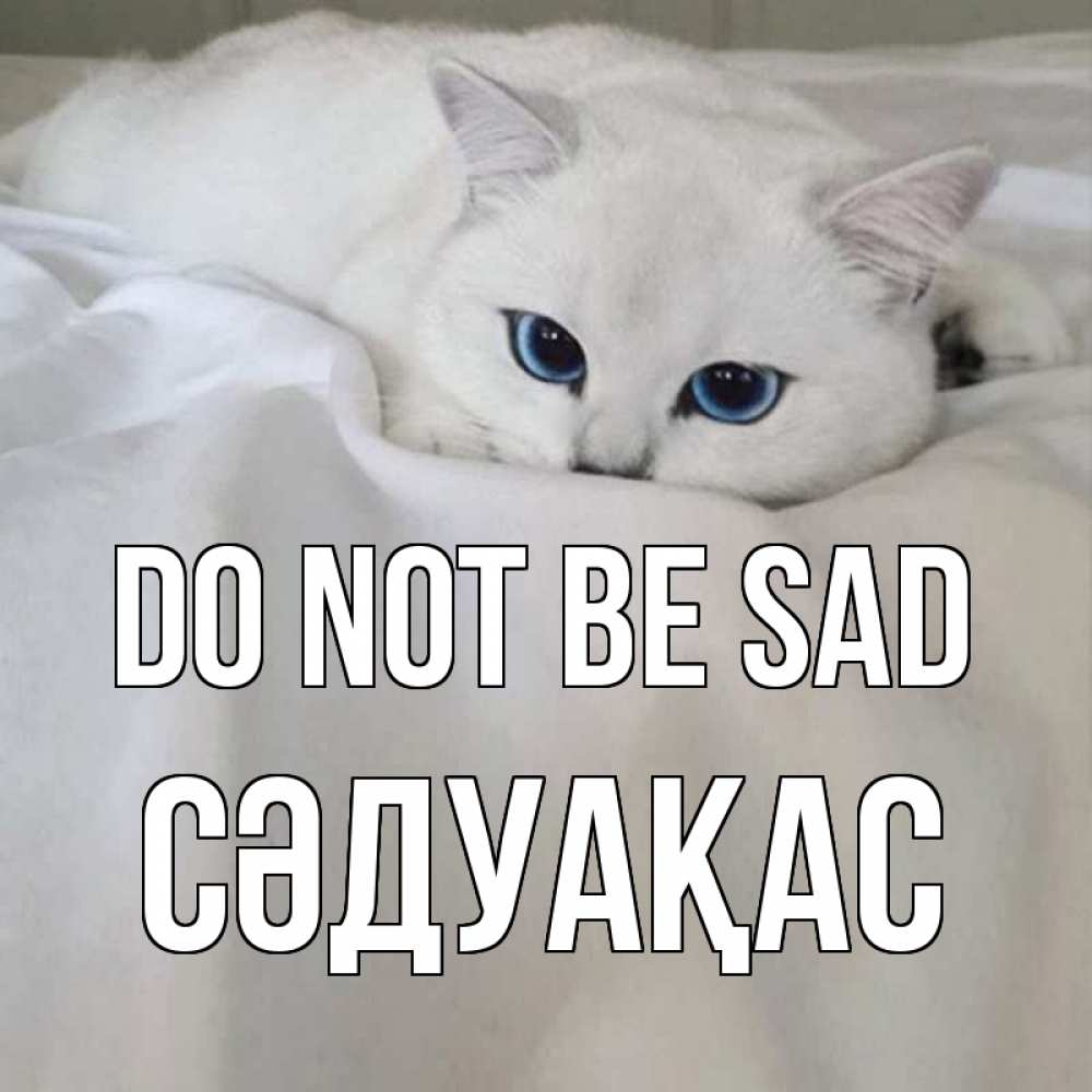 Greetings card с именем, СӘДУАҚАС Do not be sad белый кот с голубыми глазами на белоснежной кровати Greetings with text for free download 