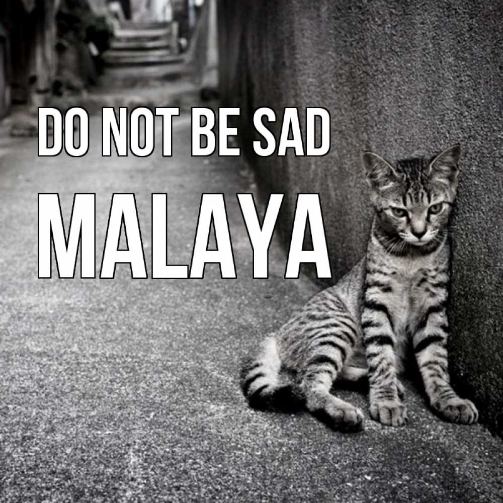 Greetings card с именем, Malaya Do not be sad скучающий котик Greetings with text for free download 